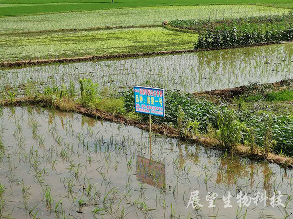 優質稻生產基地