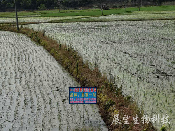 優質稻生產基地